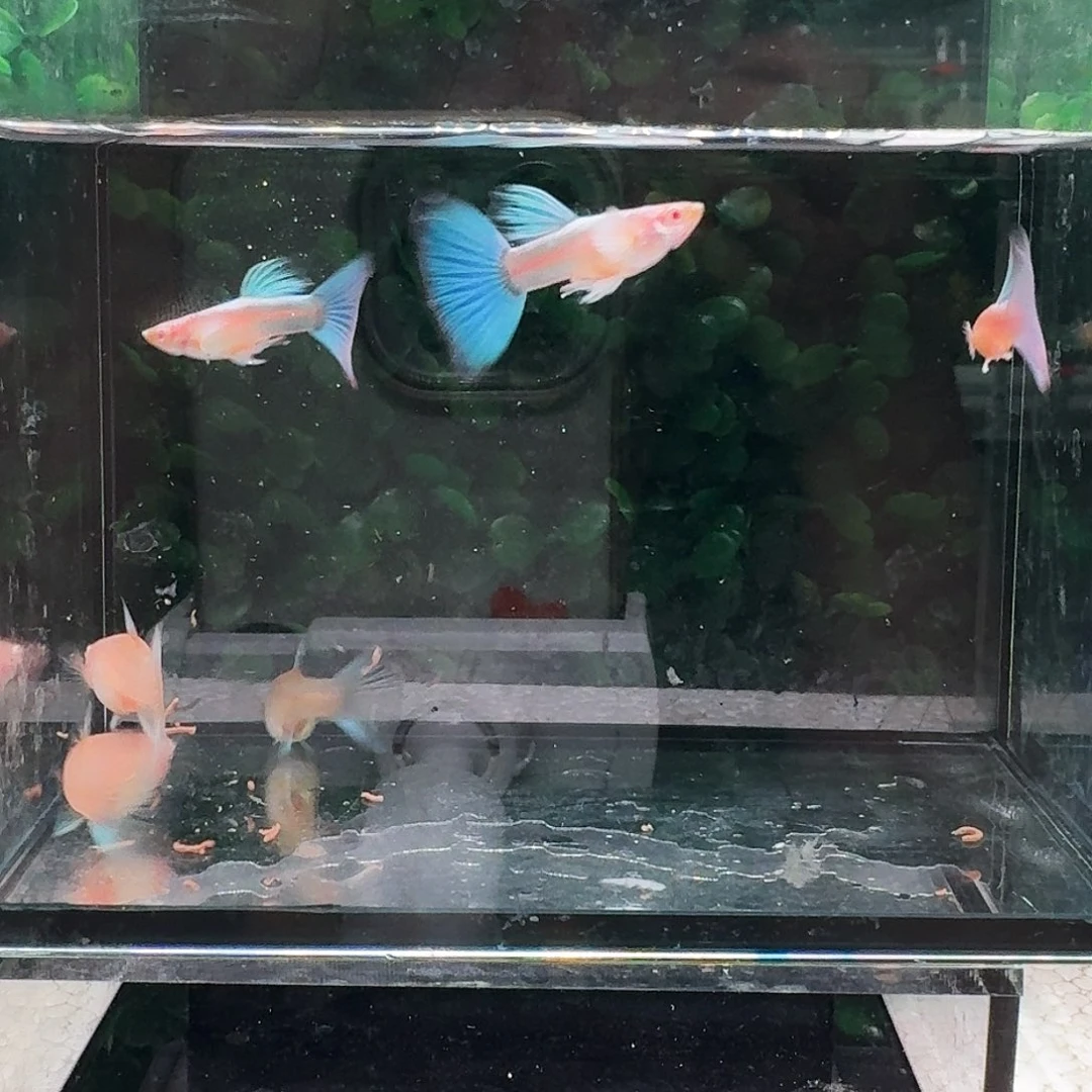 孔雀鱼蓝白飞船3对
