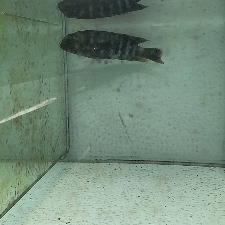 海水119号野生海格蝶