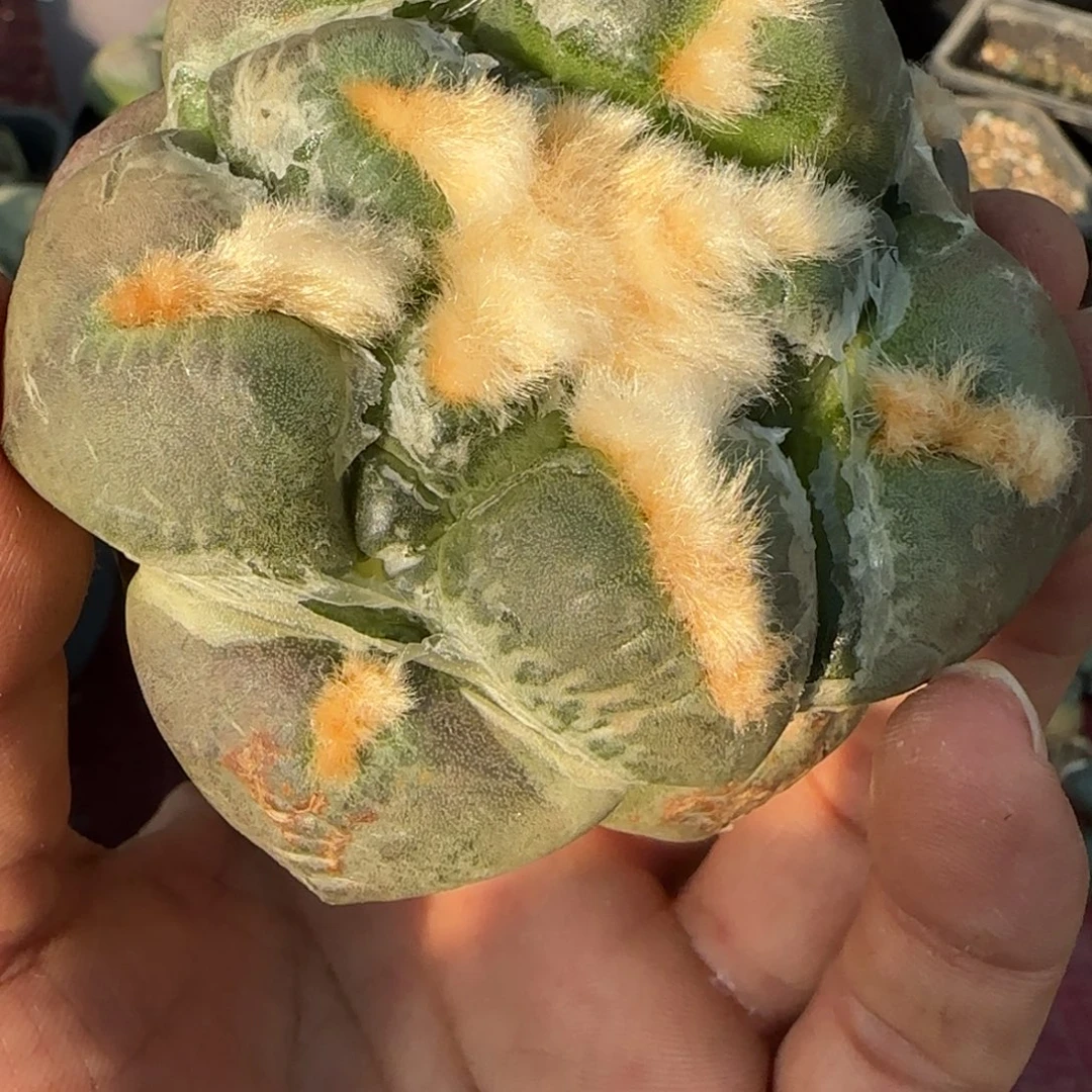 无花朵落地精品大尤连山229