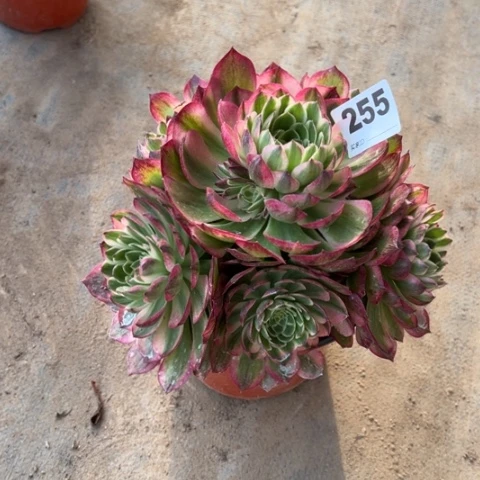 255海王福利多肉，
