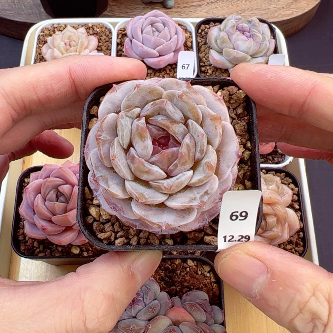 好好看69、哈哈哈哈