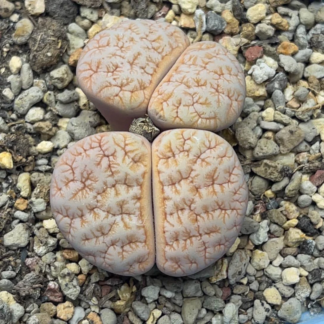 7393双头拿铁1891球体妖娆纹