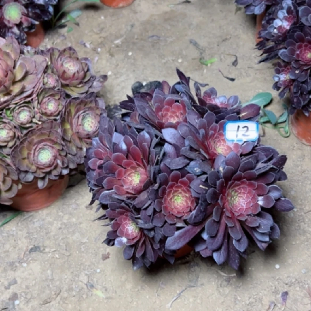 【闪购商品】彩**云多肉植物黑铜壶12