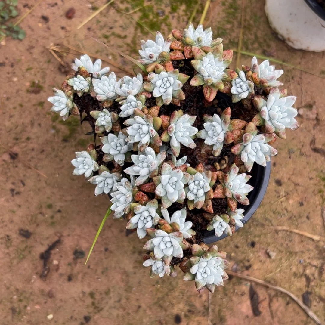 25头格诺玛～一物一拍988