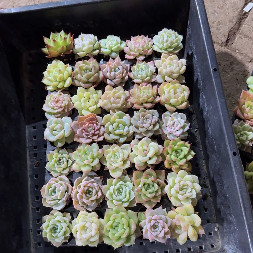 直播福利一物一拍20