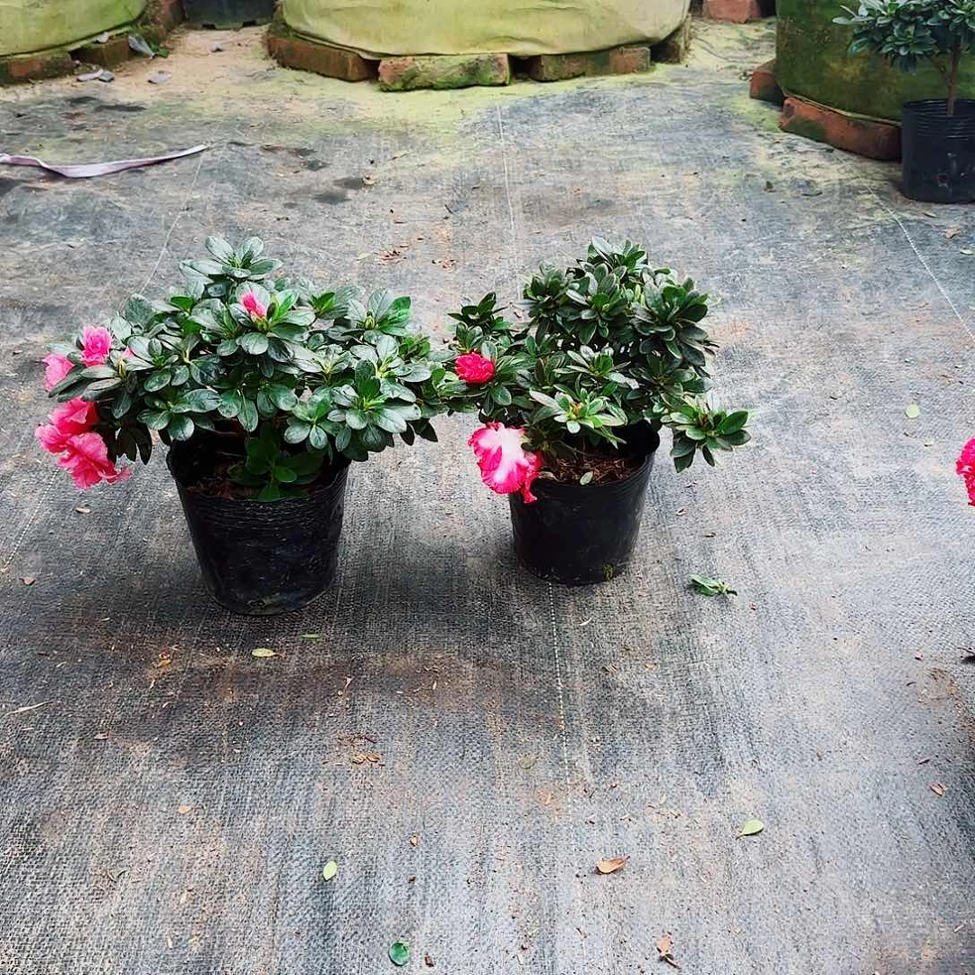 当前无花栽培后可以开花2