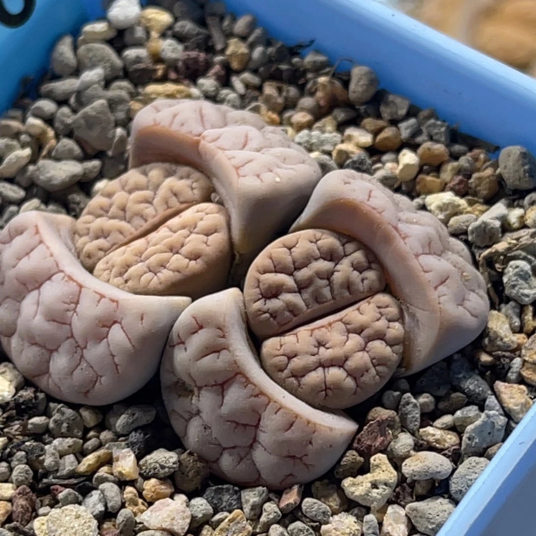 6186双头红纹粉皮189一颗