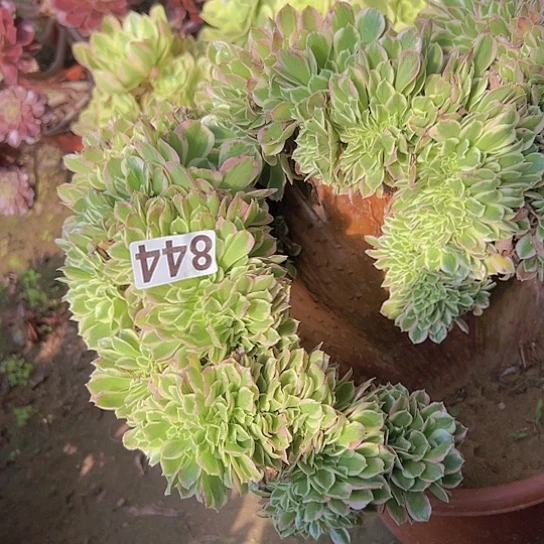 肖****多肉植物一个白凤追