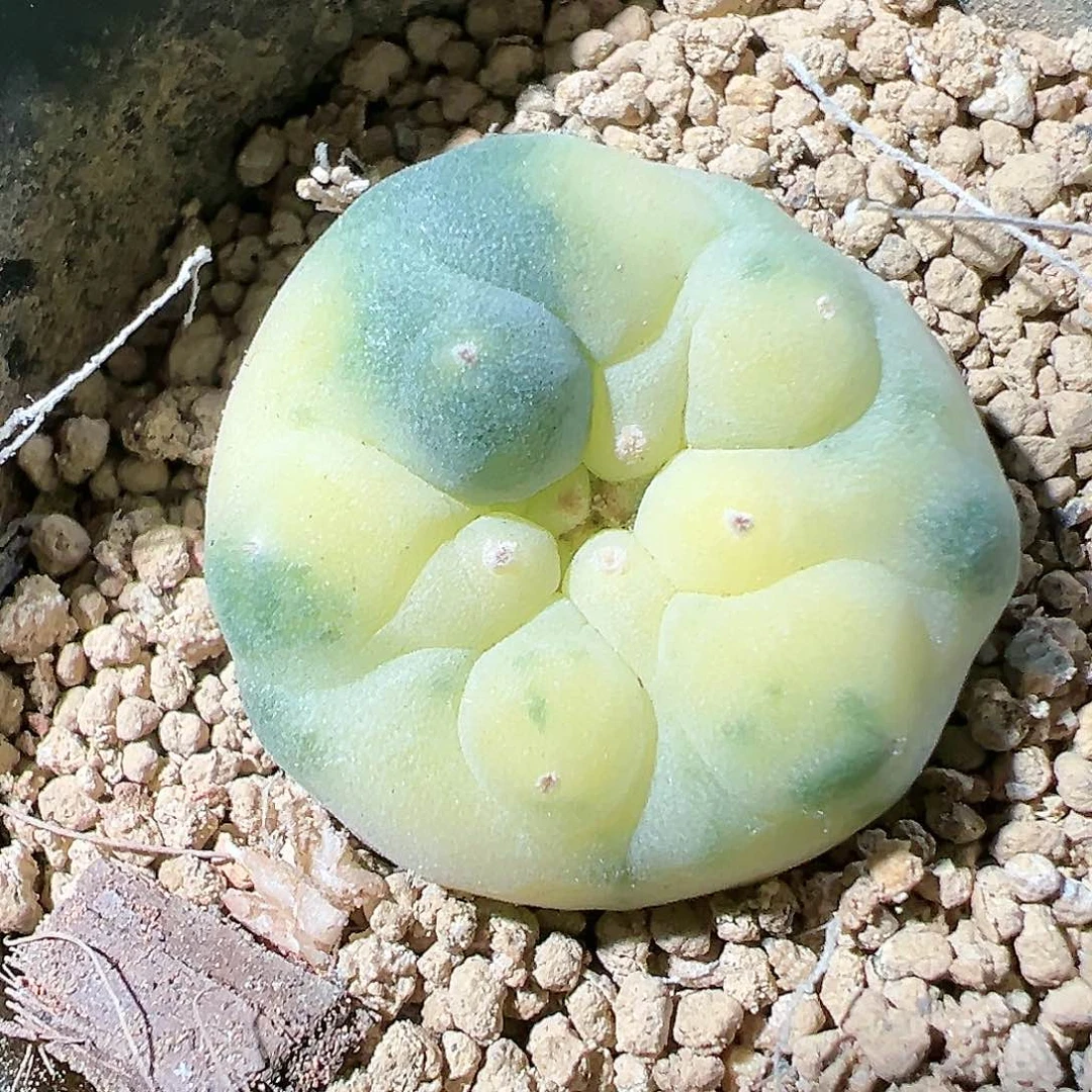 犀*牛实生仲永b锦 仙人球