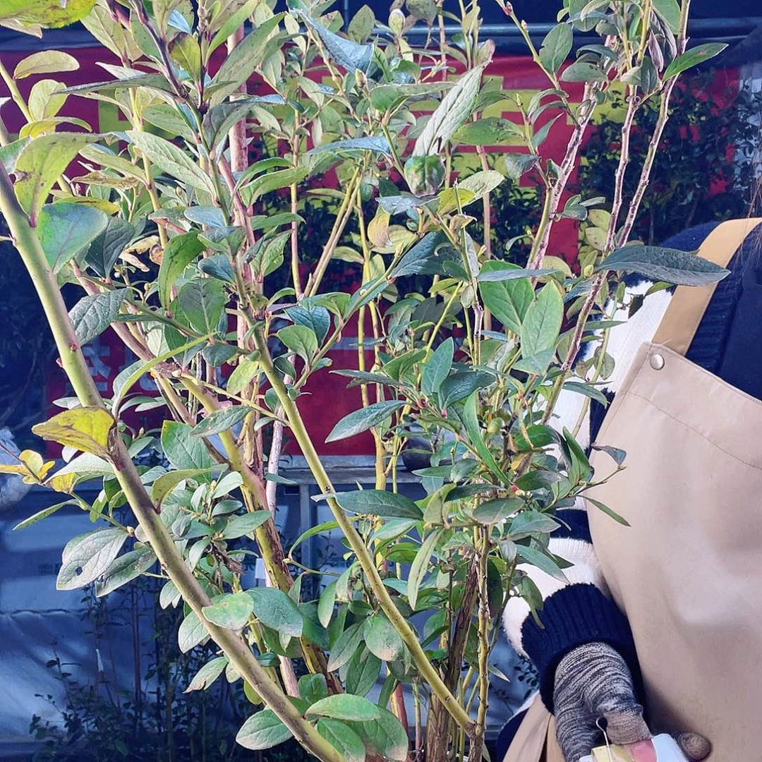 完全开放大果纯甜可口蓝莓