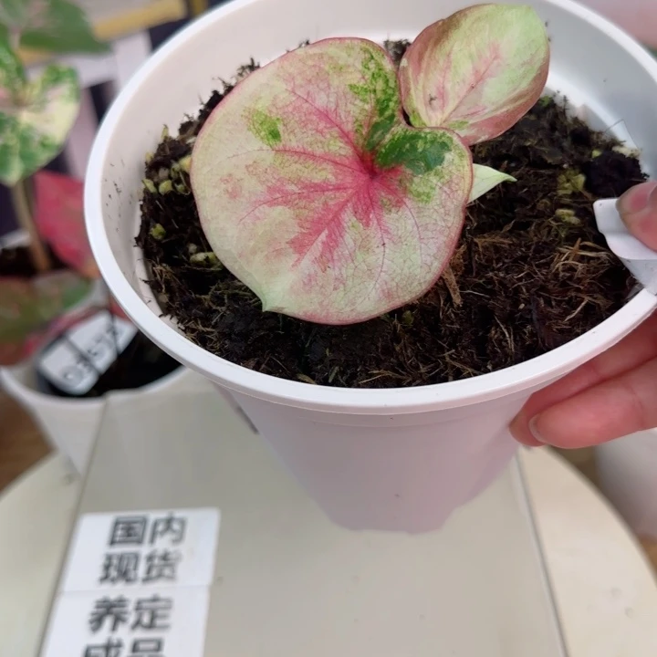 无花朵泰彩时间之神Q3848