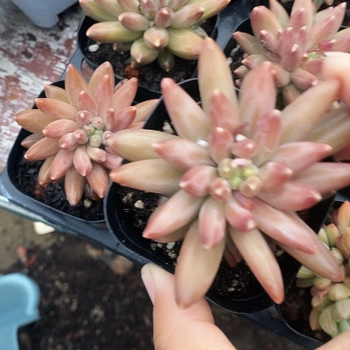 绿蓉美人24567@k k k k k k