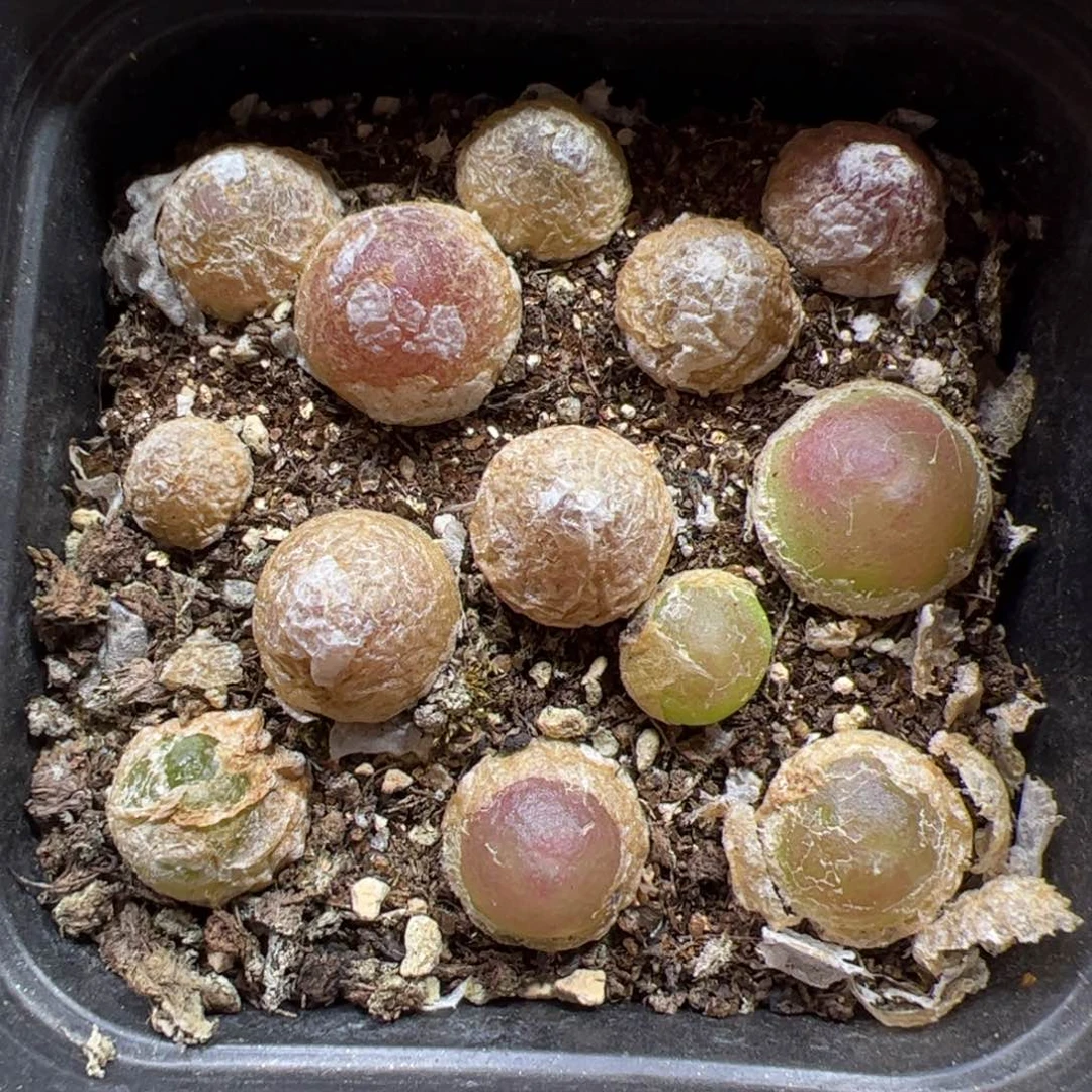 【闪购商品】405红灯一盒