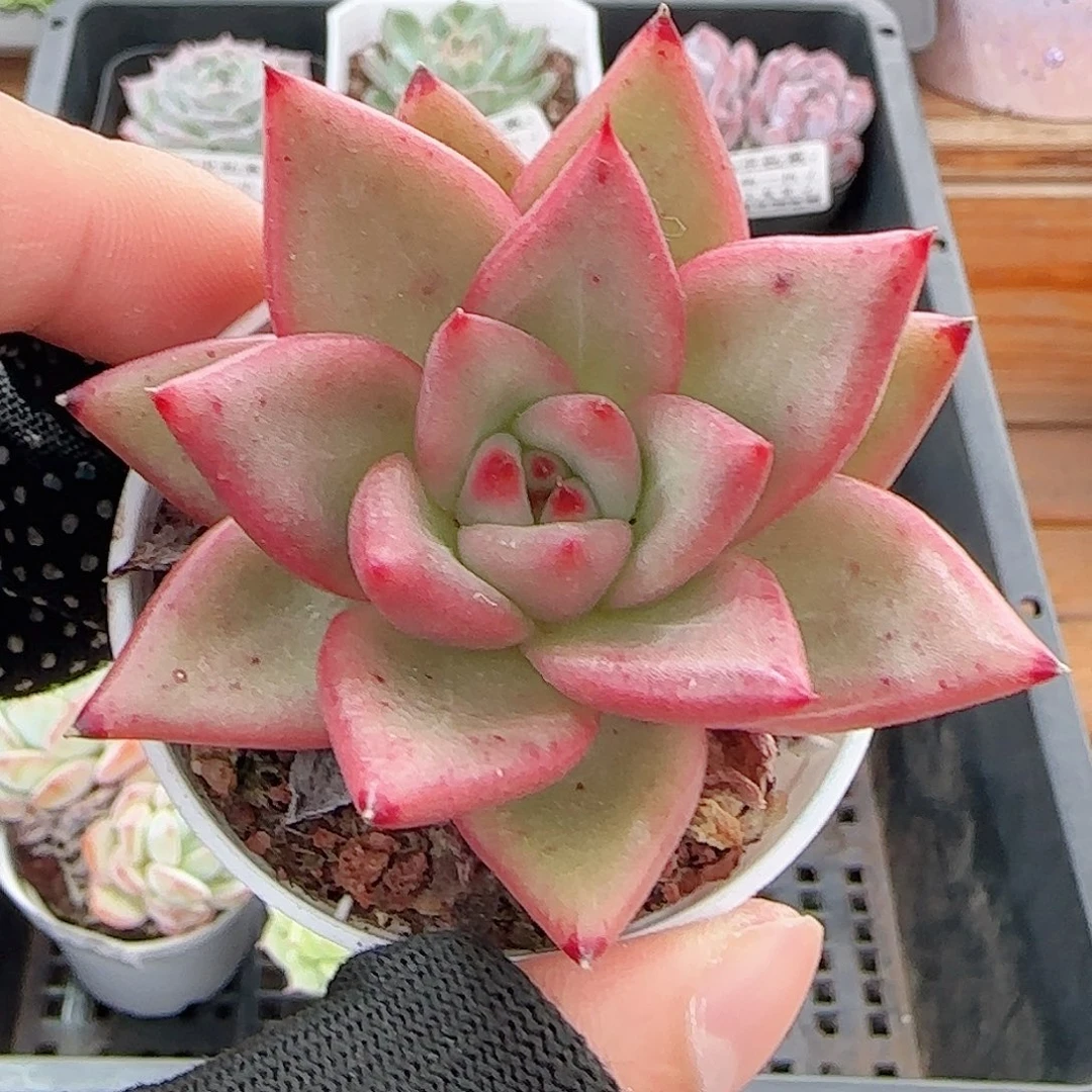 多肉1011--382福利