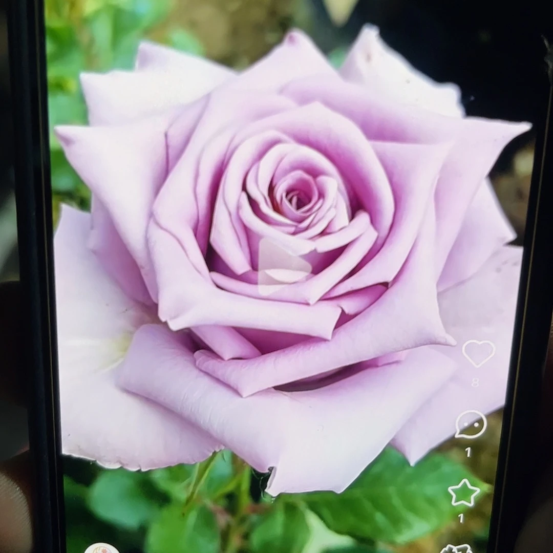 无花朵——紫荆勋章 福利款