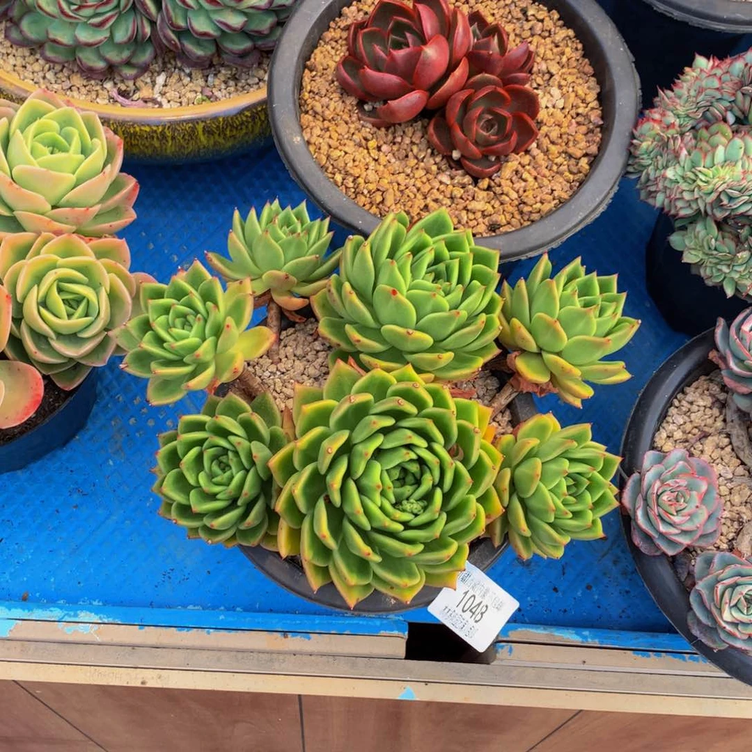 不****月1048冰钻多肉