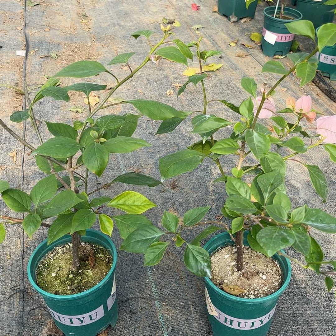 当前无花栽培后可以开花【阿达的喜悦】随机发货福利款不售后