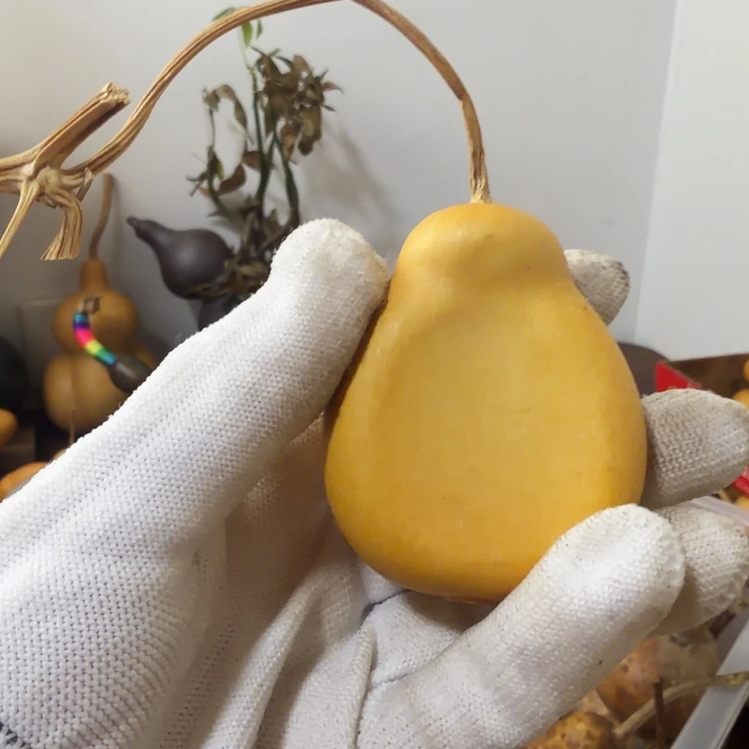 美***卢纯天然的真葫芦 19