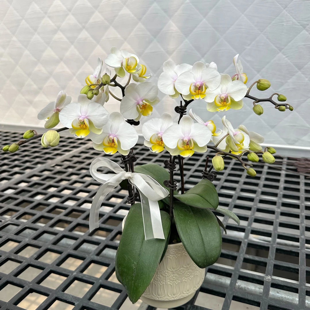 【大忙人】新品 3寸杯 耐开好养精品桌面款 蝴蝶兰