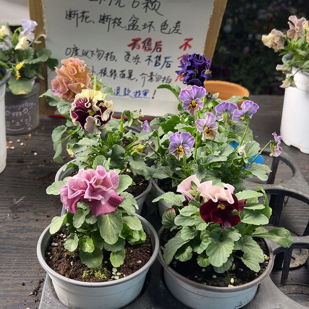 大部分花苞少量开放487号