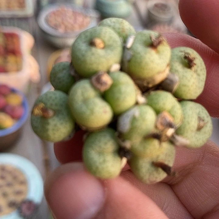 30525肉锥群生一颗