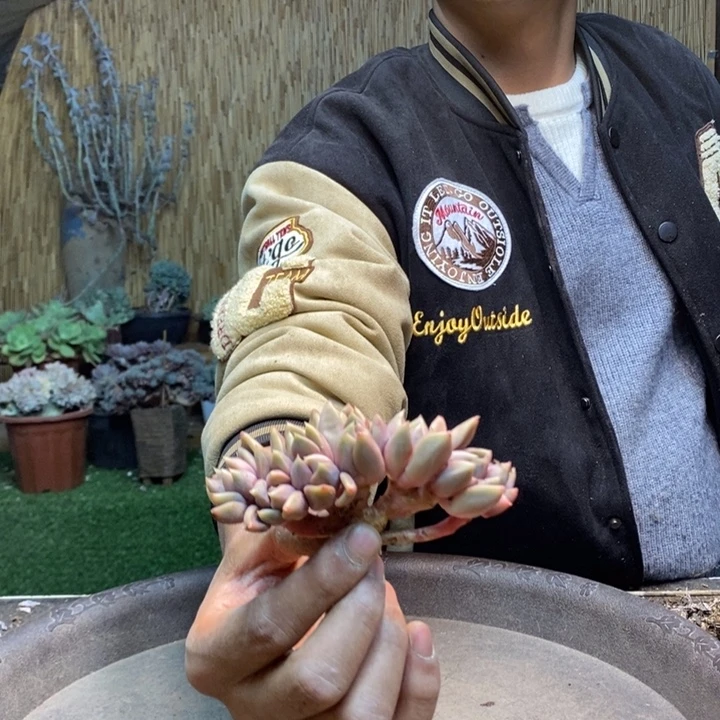 ***⌒52号象牙多肉植物