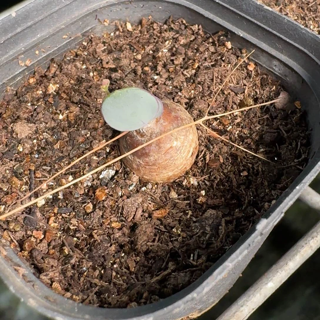 贺***贺宙斯球一个定向的