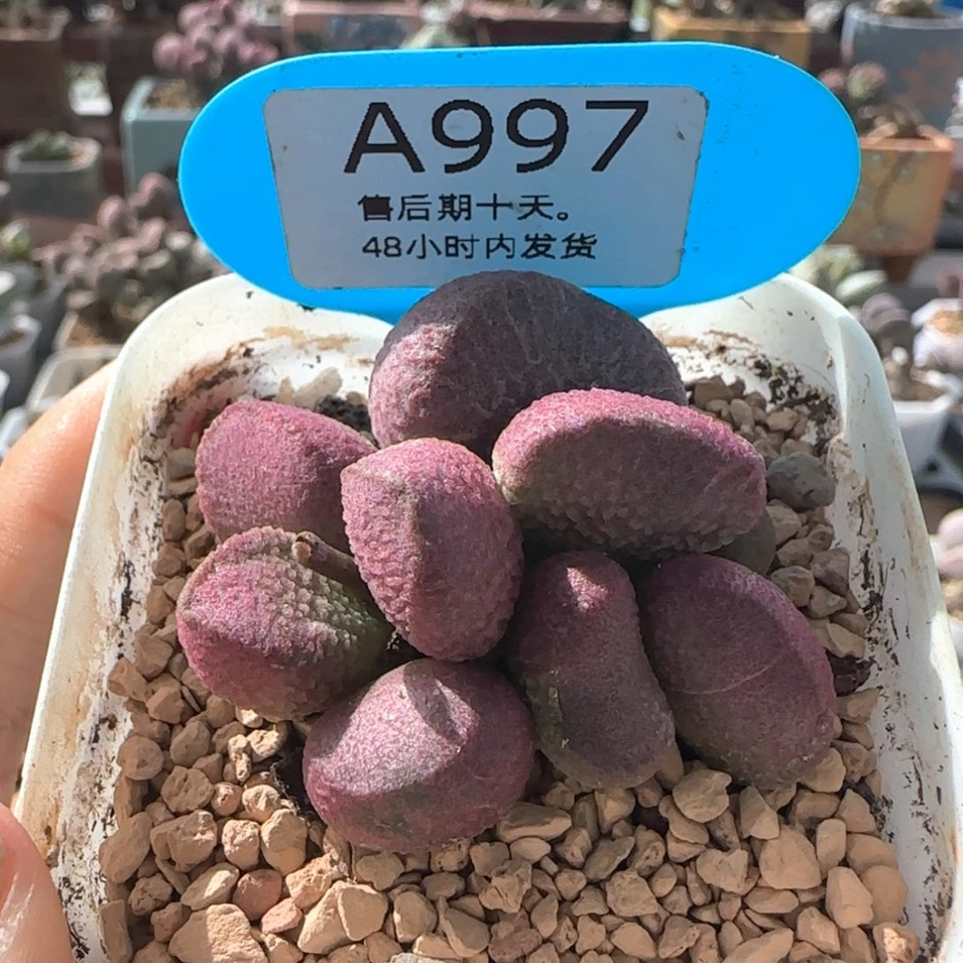 亚当。      997。
