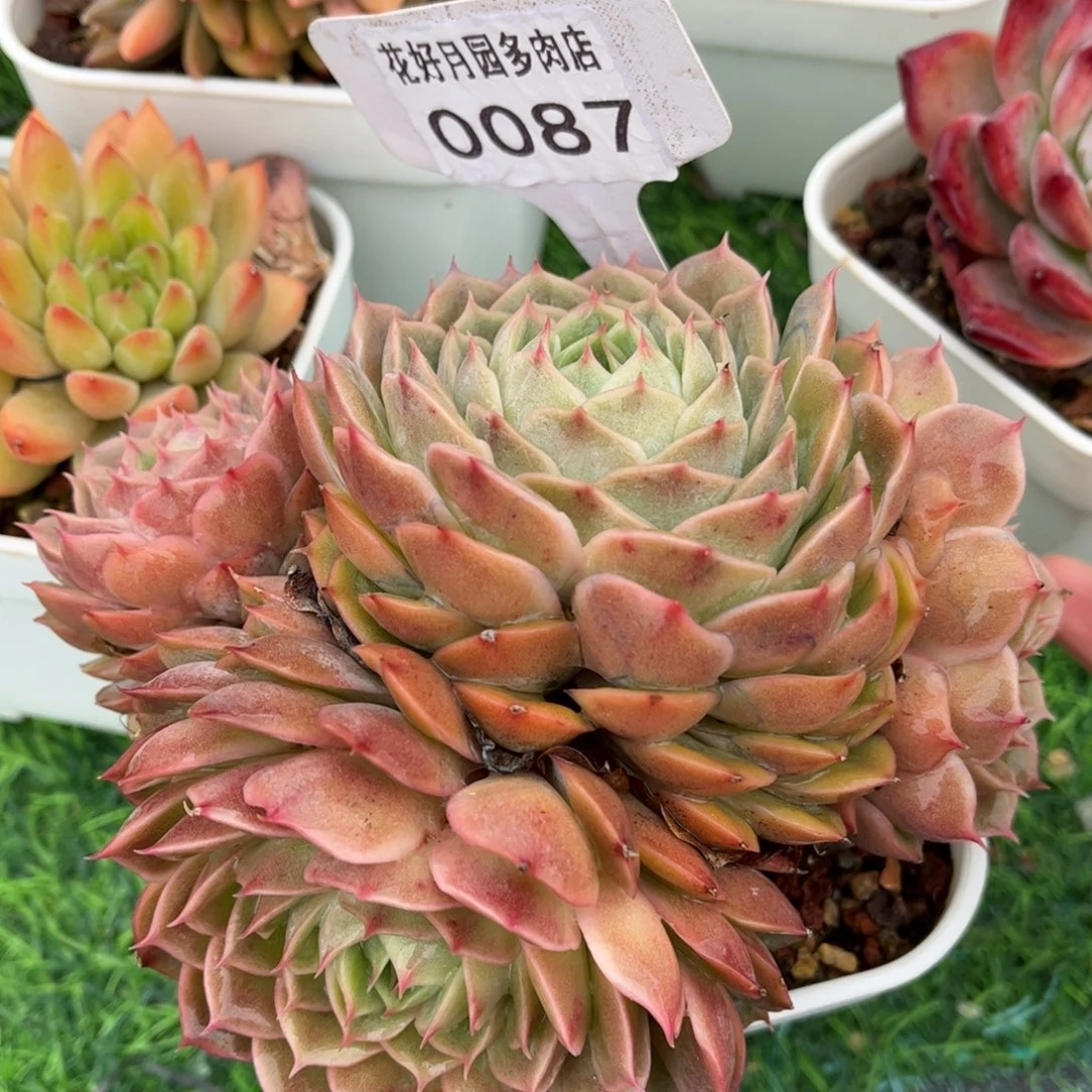 多肉植物0087 满30包邮