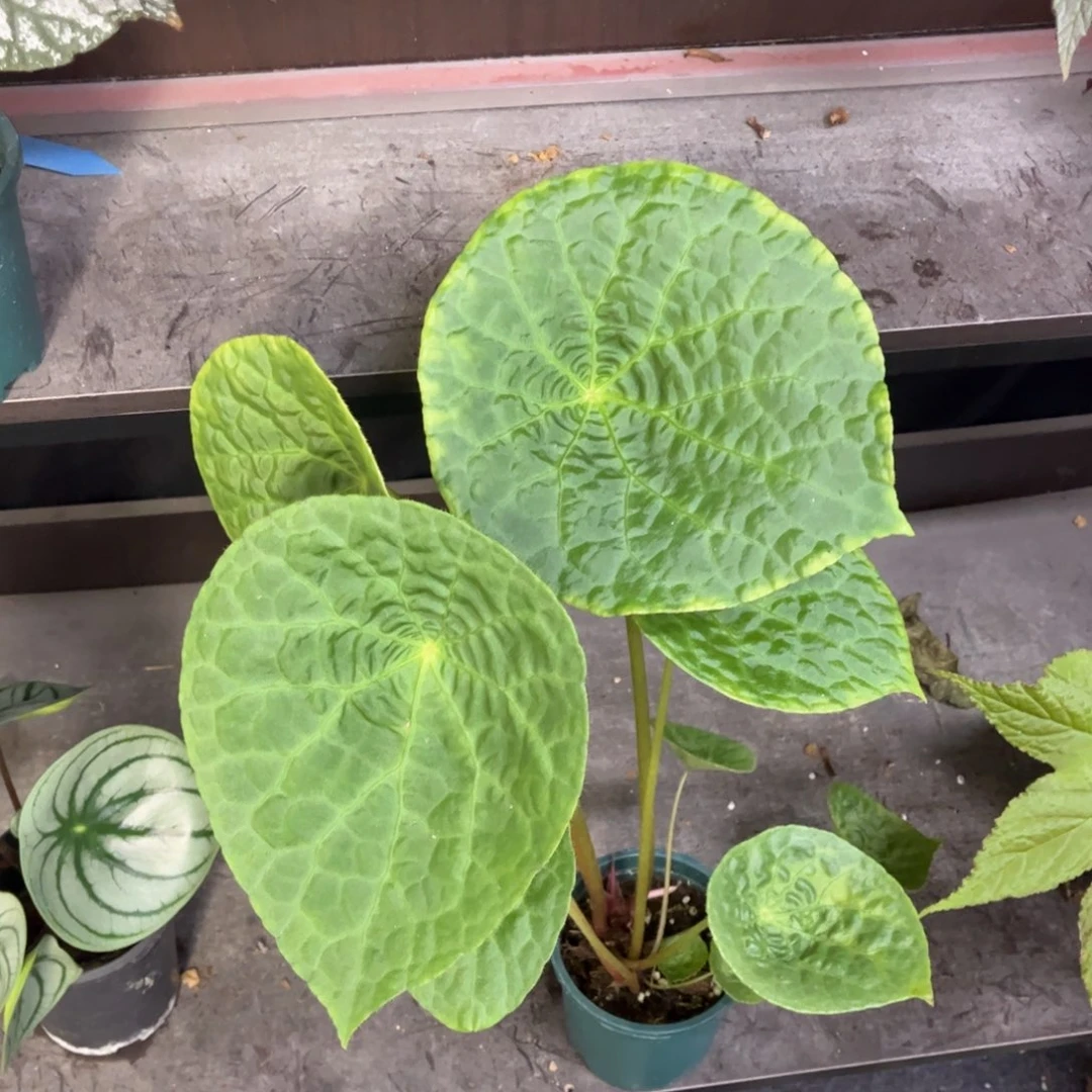 无花朵福寿秋海棠