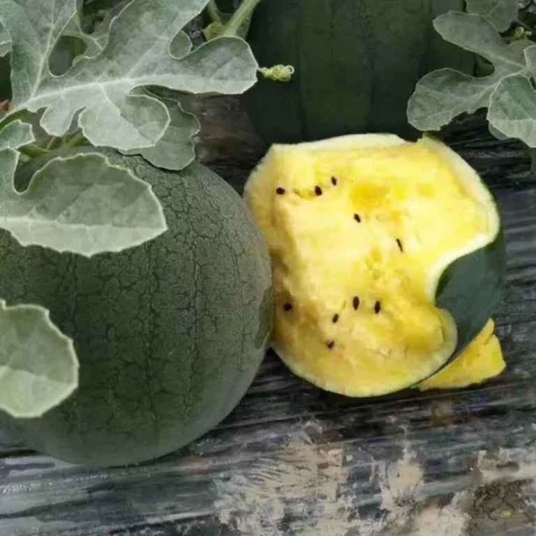 【次日达】黑金西瓜正宗上海南汇黑津西瓜现摘鲜甜爽口农家自种特色水果上海市