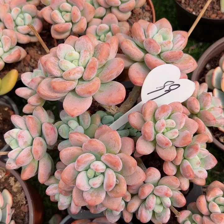 99洛神平平安安健健康康