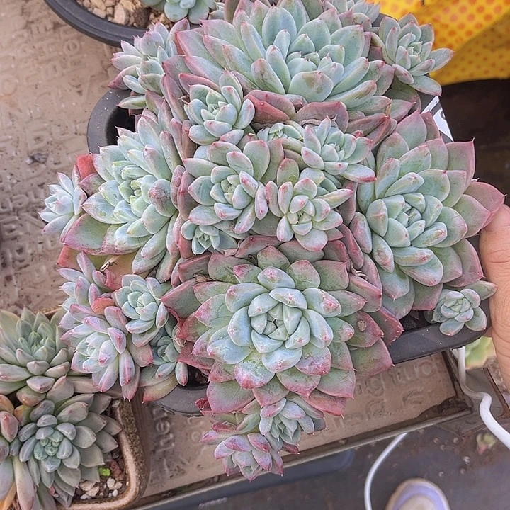 阿尔巴佳人10185多肉植物