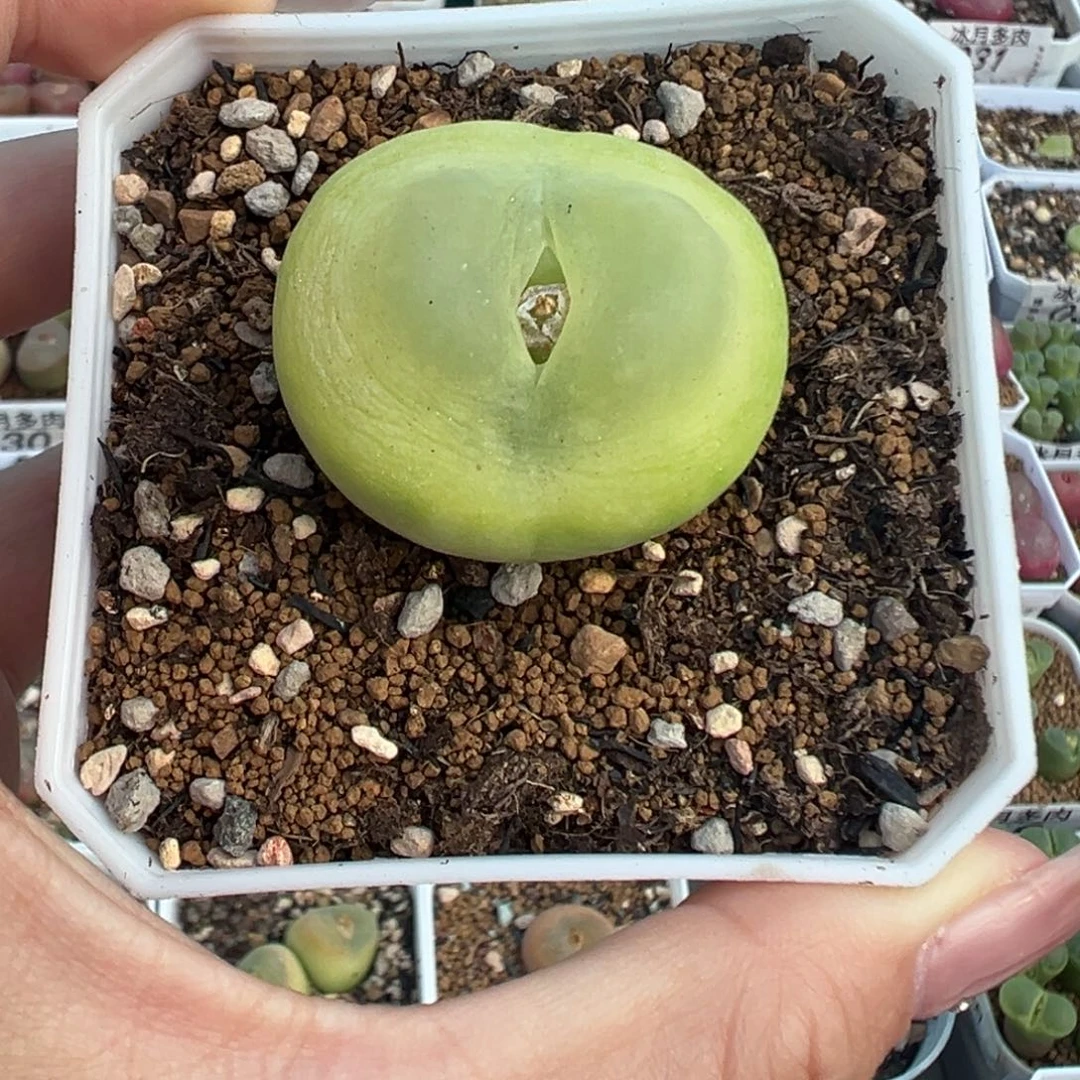 140拉登3.55带盆土发货