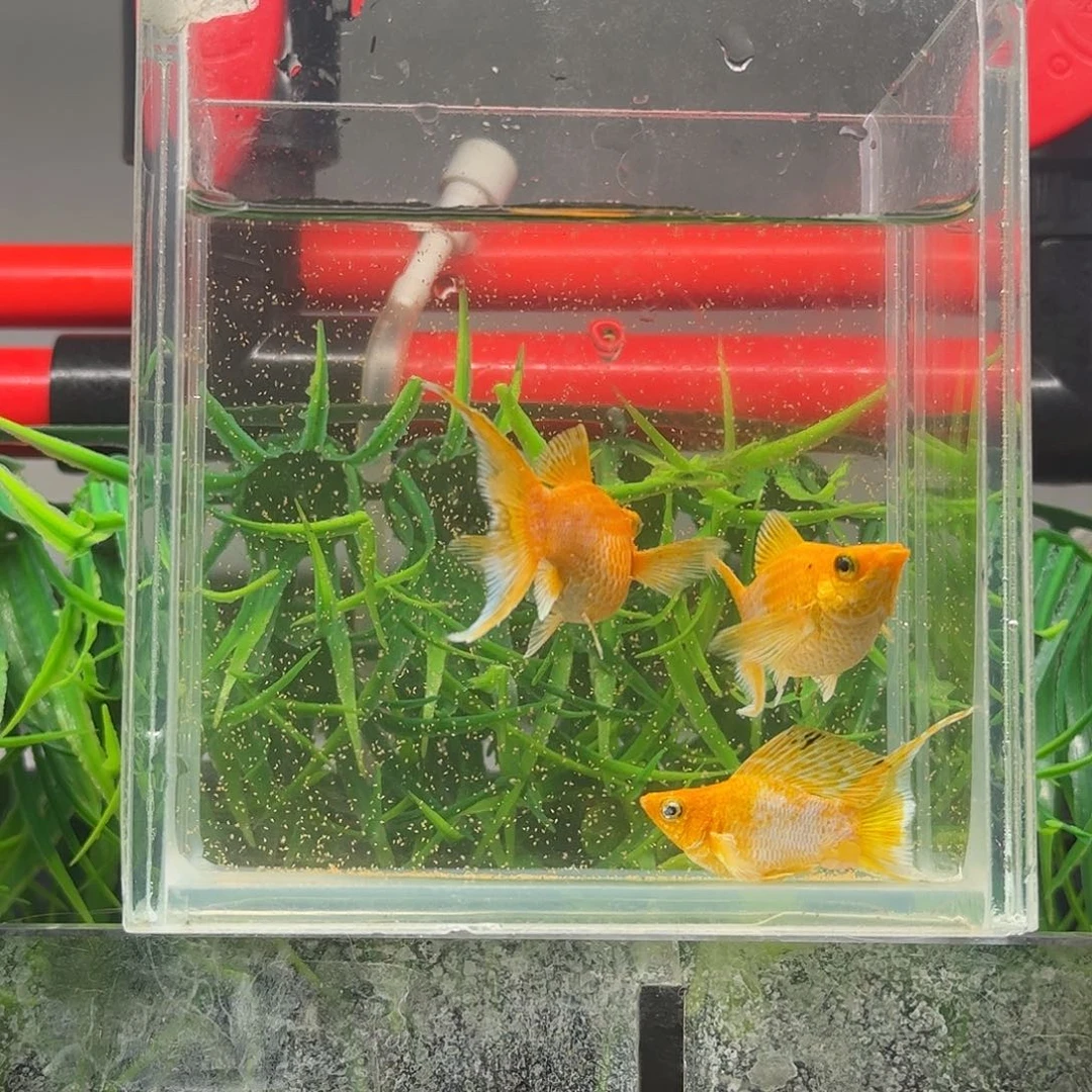孔雀鱼光临玛丽两母一公