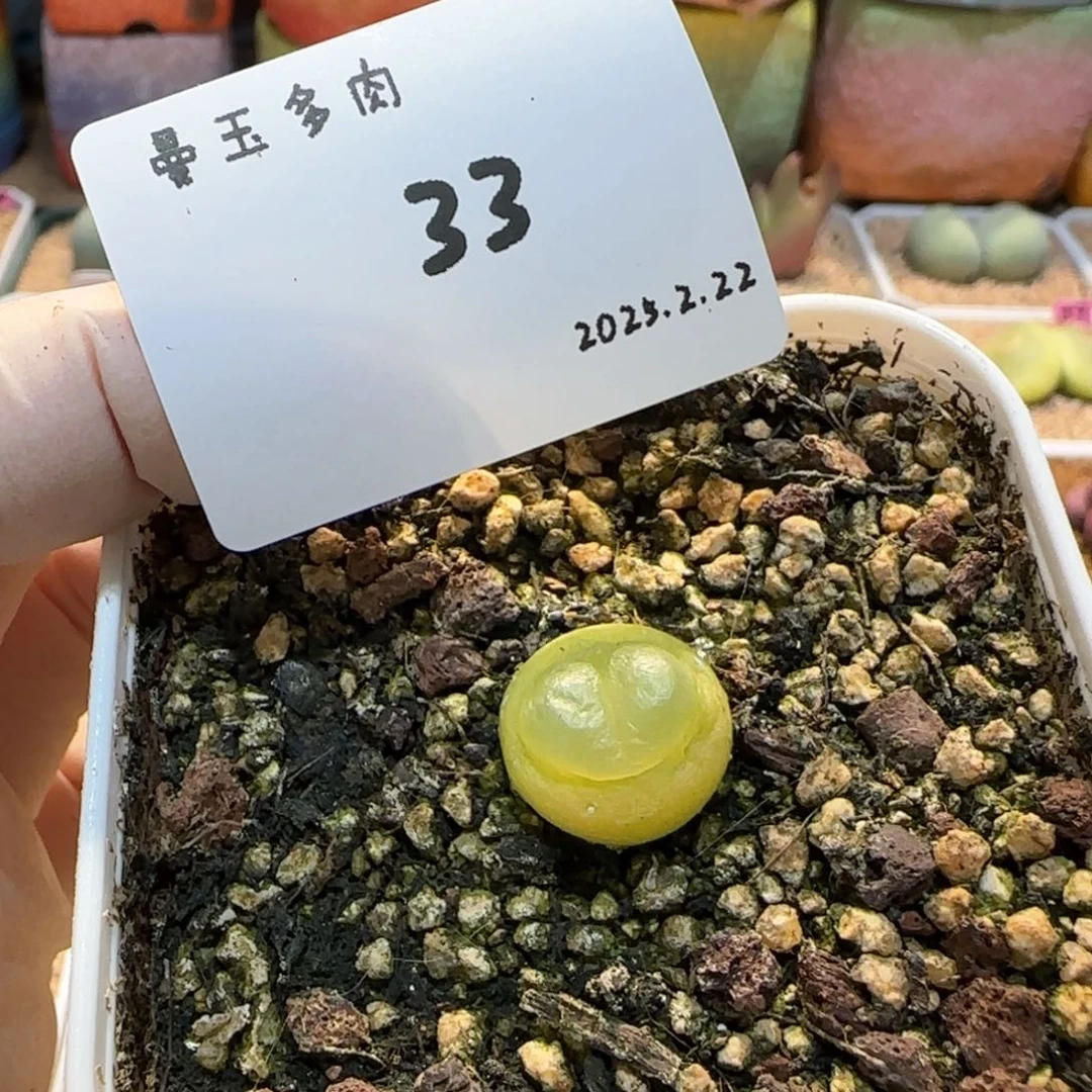 多肉多肉多肉2.22-033。