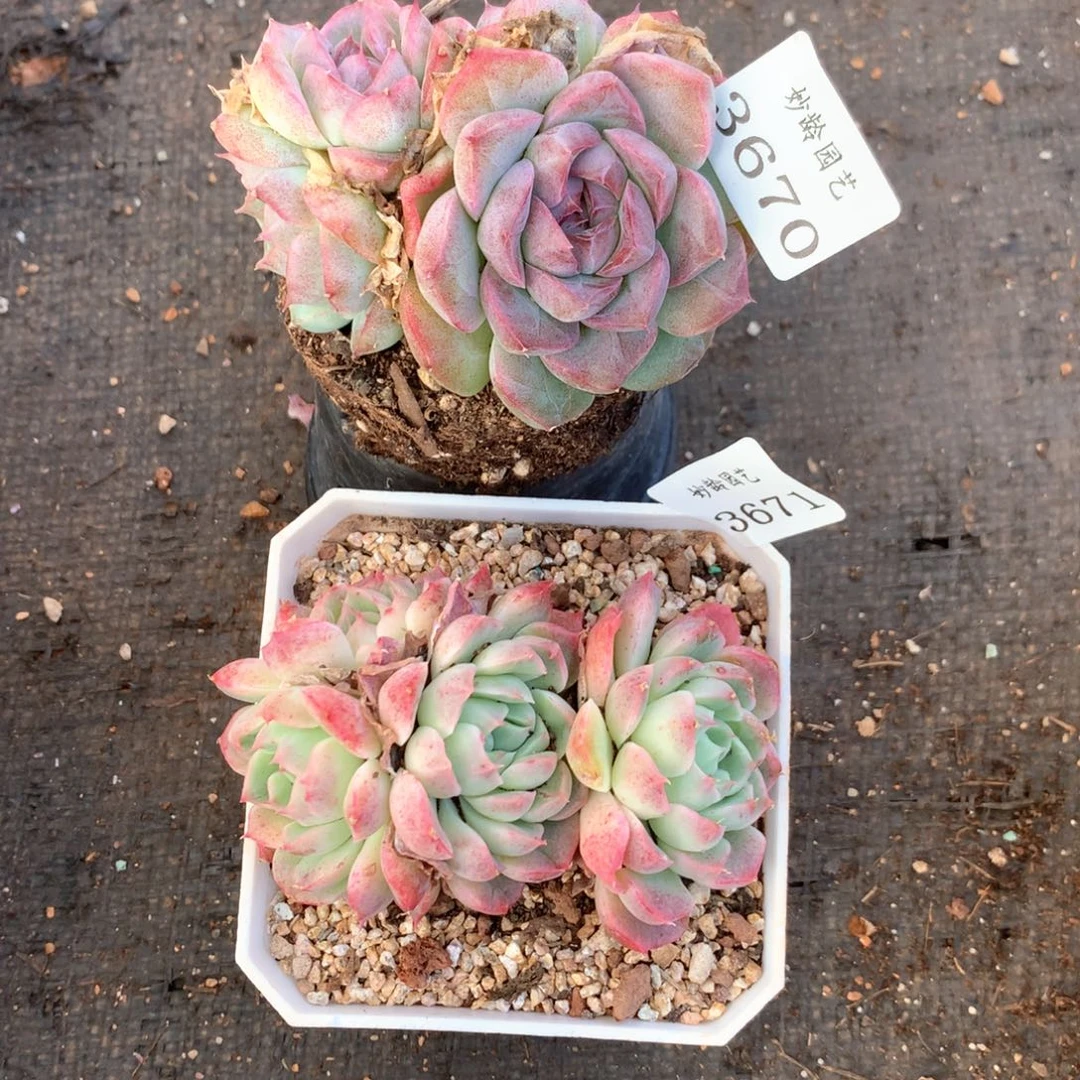 蓝*3670-3671杂交多肉植物2颗