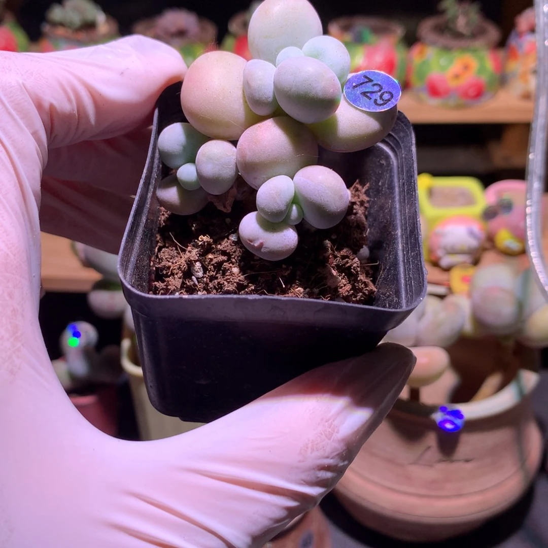 三头水光针奶酪729