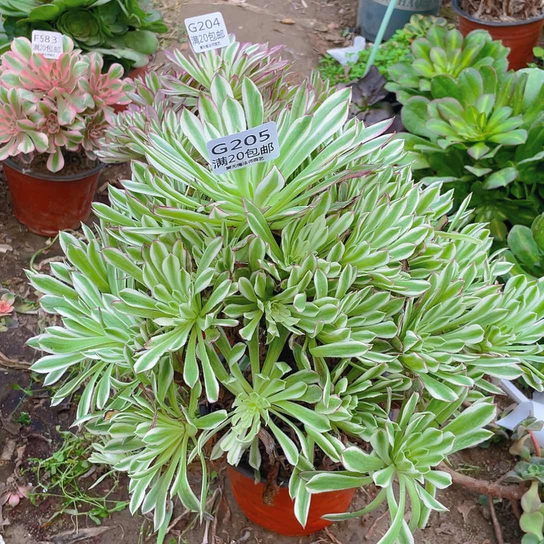 钟*娘205仙墨多肉法师有伤