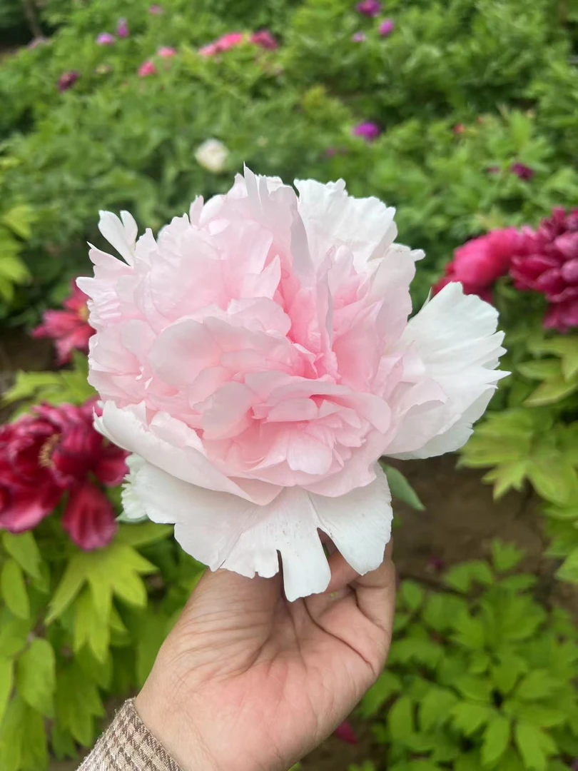 绿香球正宗观赏牡丹（秋季音乐节发货阮迪慧大丽花）绿植