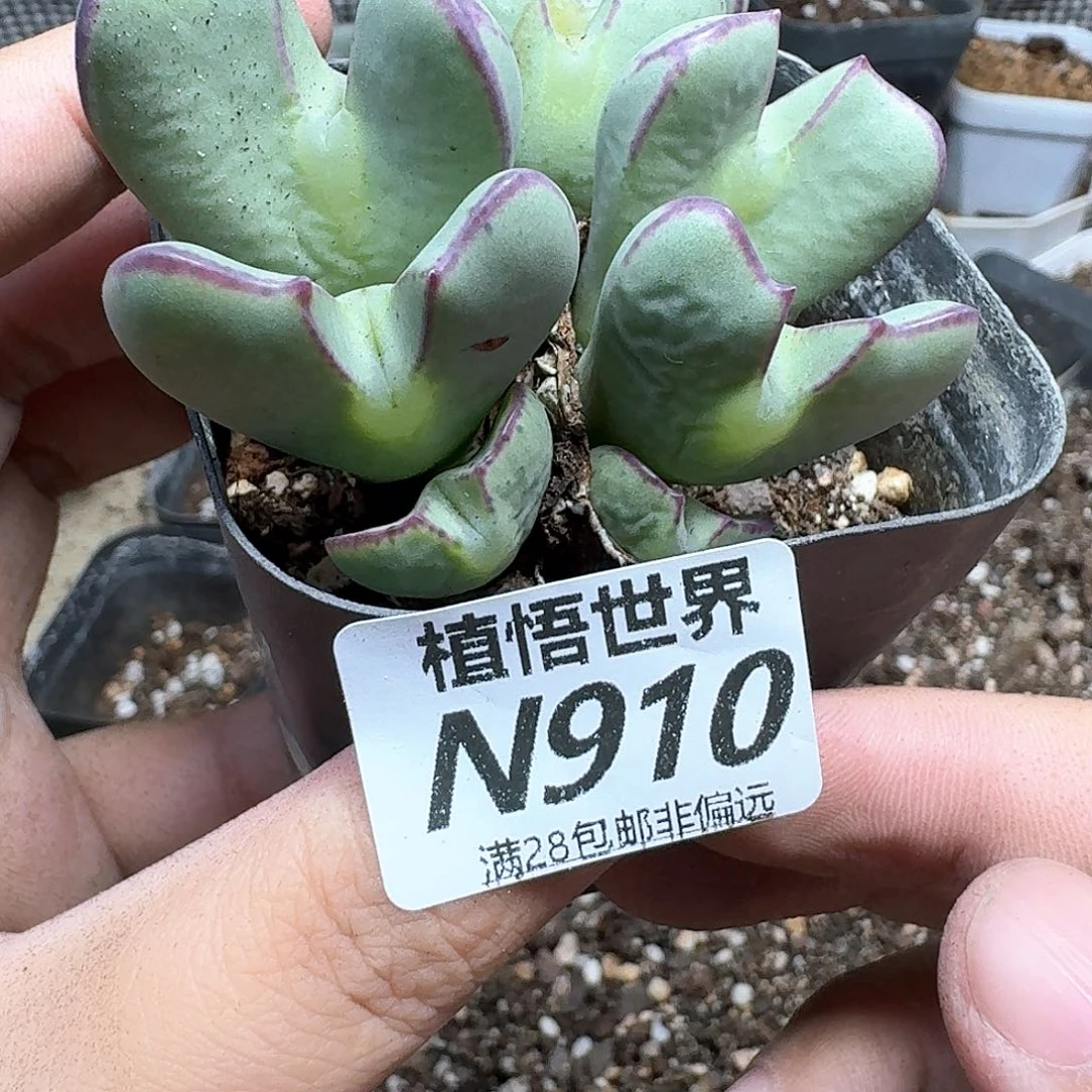 多肉植物的人续bn