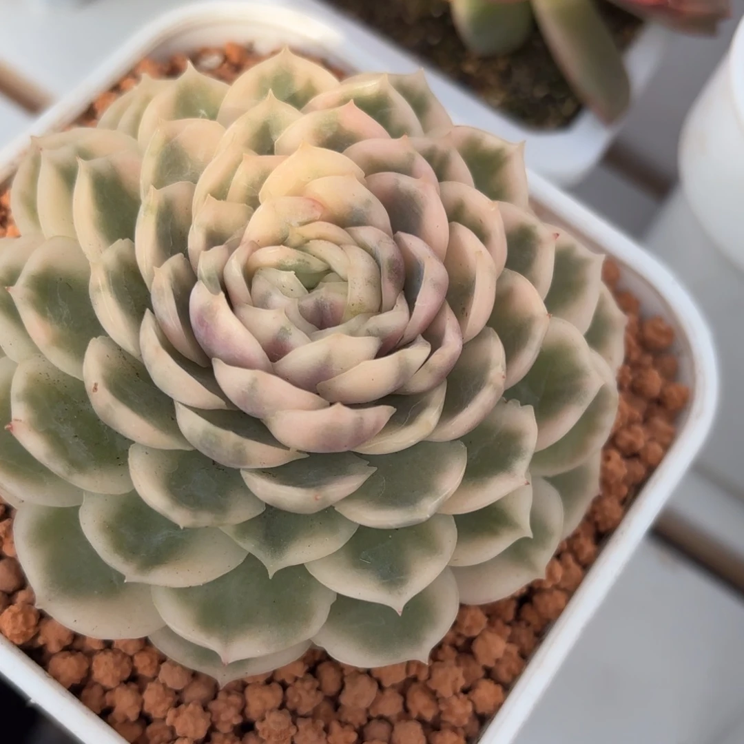 圆叶昂斯诺锦多肉植物