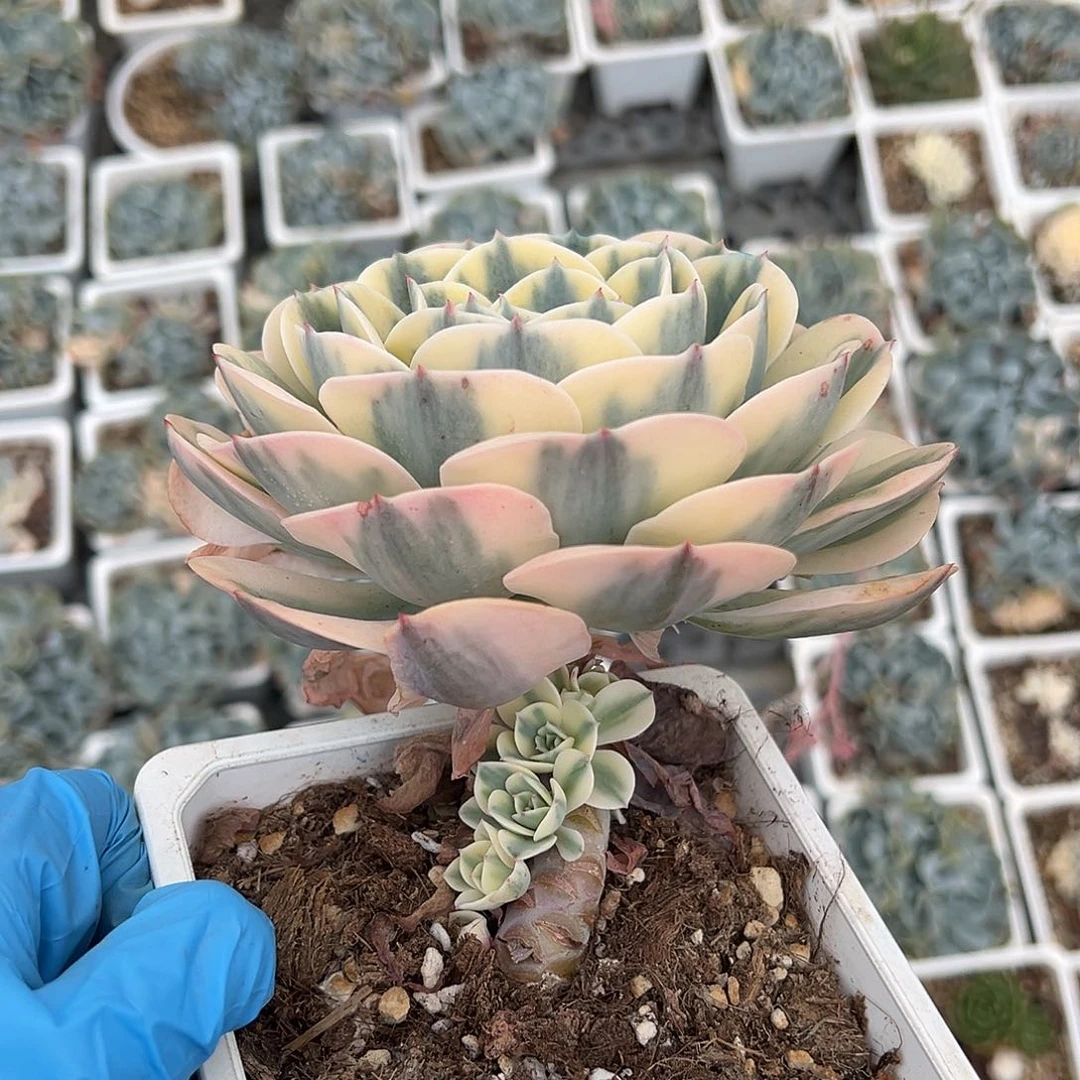 玉蝶锦，覆轮锦群