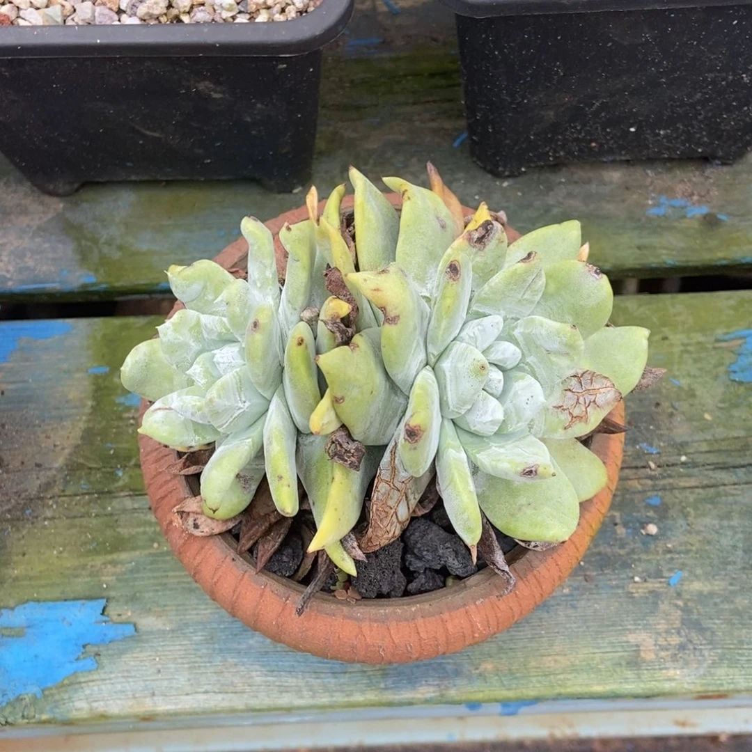 星塔娜多肉植物啦啦啦