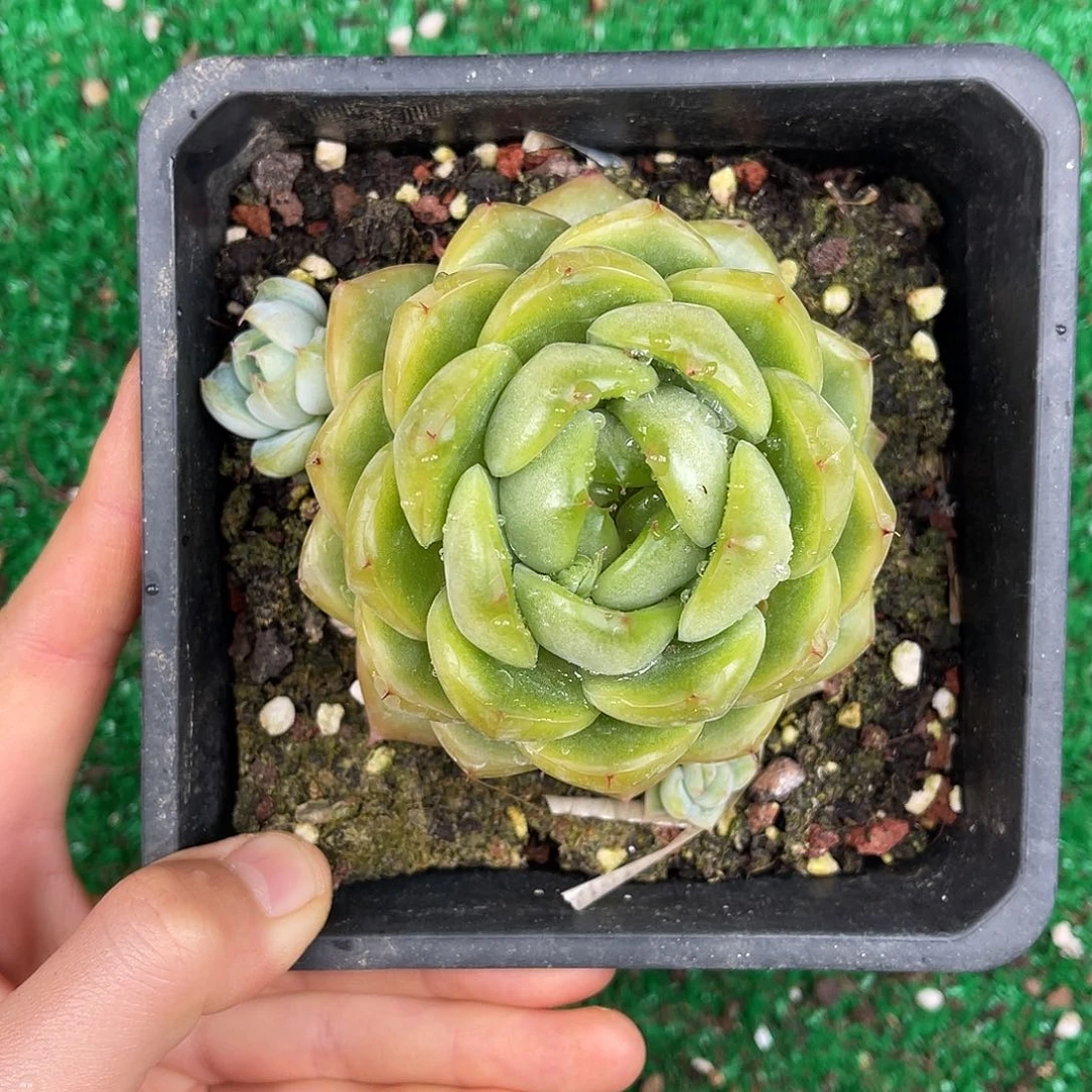 多肉植物一物一拍4-95