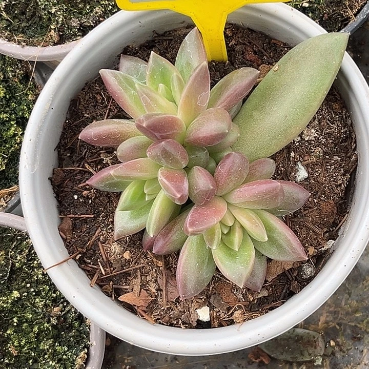 多肉植物迷雾泡泡936