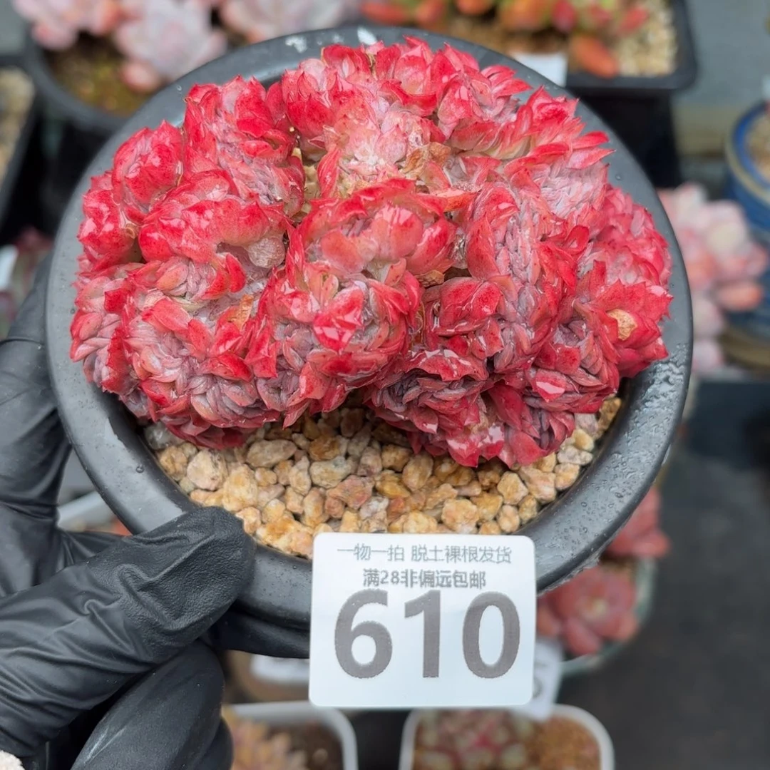 贝瑞缀化无盆土发货