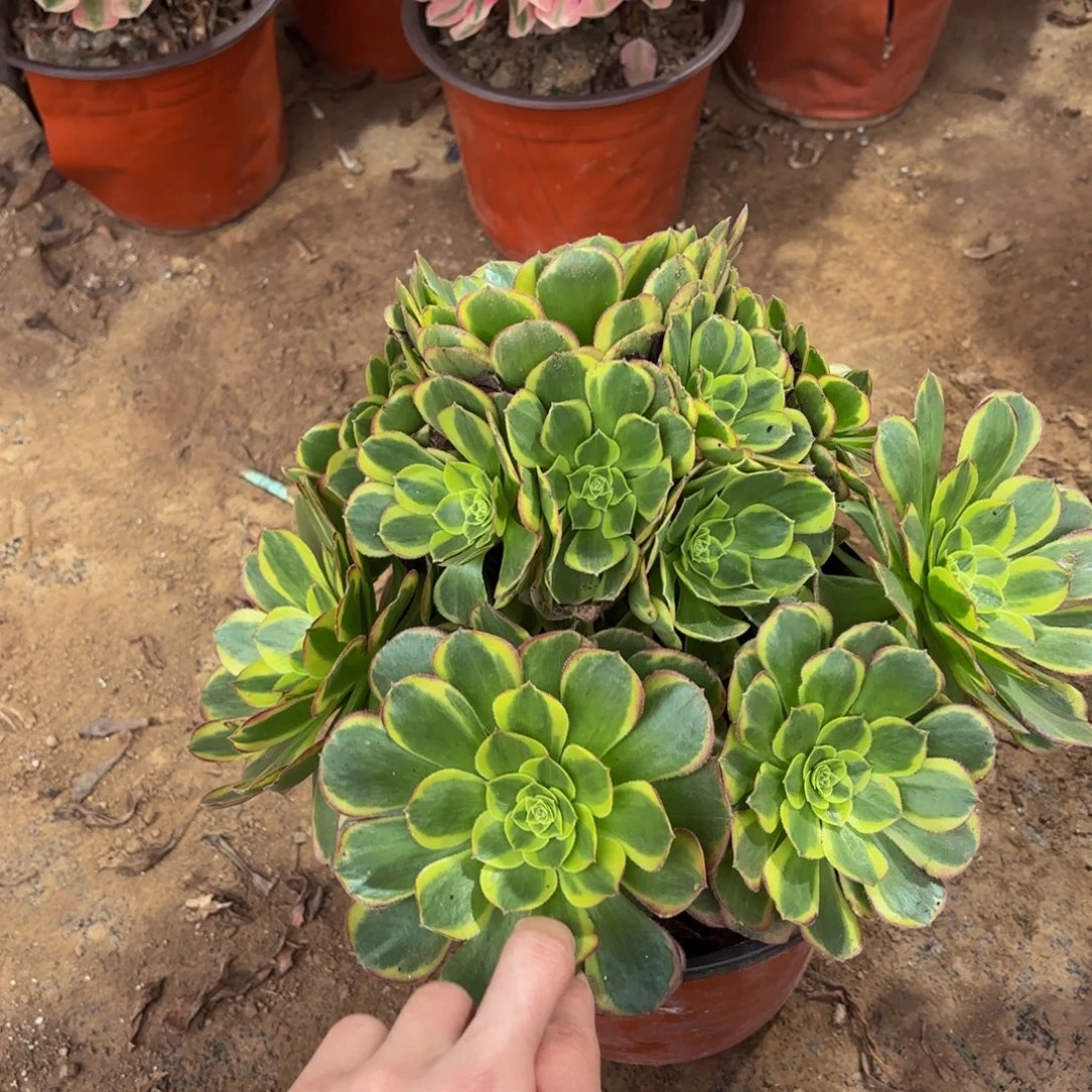 奶白（大颗不太正）9.9多肉植物
