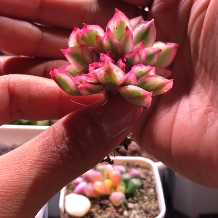 红花女王覆轮锦缀化