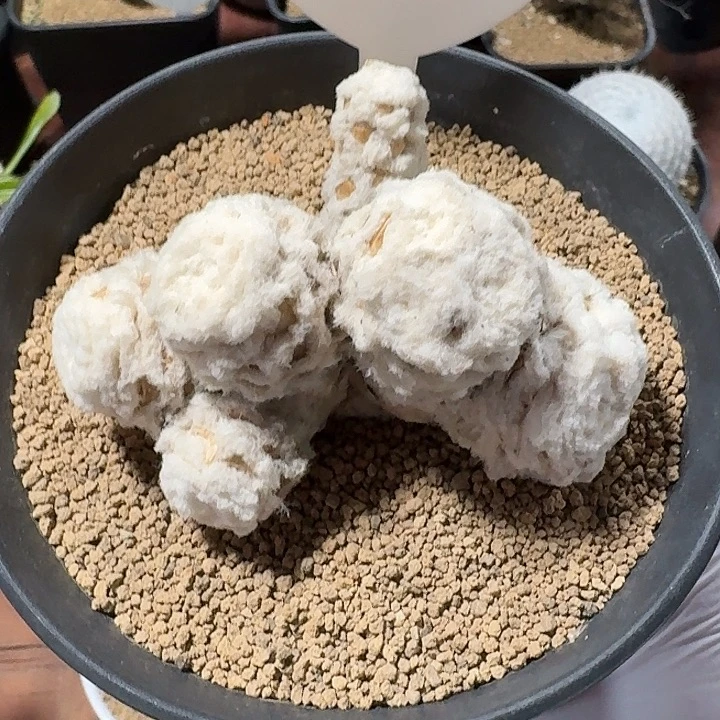 63号刨花厚墩菊232